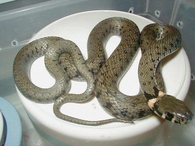European Grass snake
