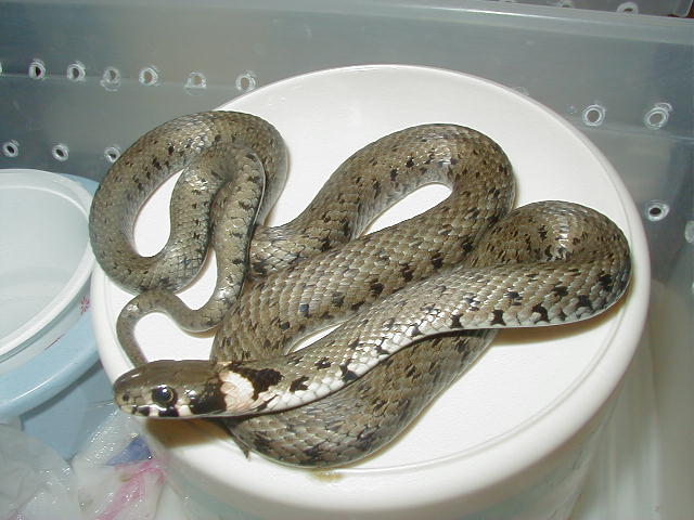 European Grass snake