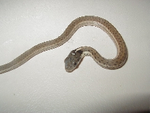Fulvus CB 08 baby 2