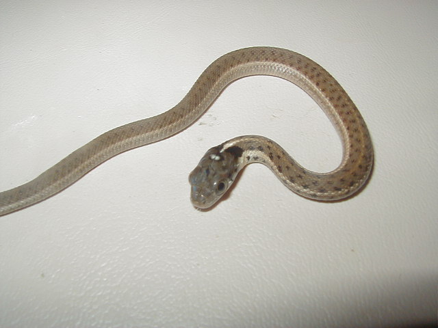 Fulvus CB 08 baby 2