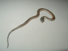 Fulvus CB 08 baby 3