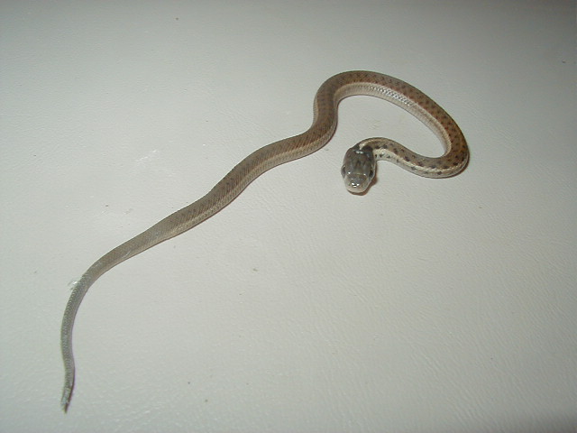 Fulvus CB 08 baby 3