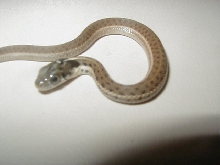 Fulvus CB 08 baby 4