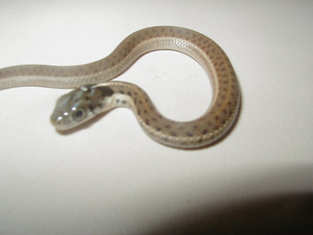 Fulvus CB 08 baby 4