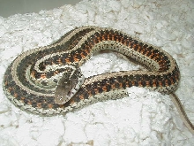 Red Sided  Golden x anerythristic double het 3 CB 06 01 25 2009