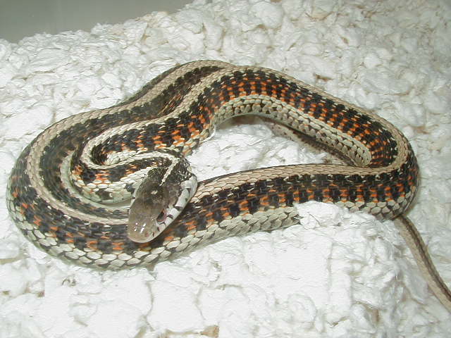 Red Sided  Golden x anerythristic double het 3 CB 06 01 25 2009