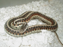 Red Sided Golden x anerythristic double het 4 CB 06 01 25 2009