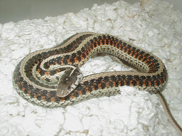 Red Sided Golden x anerythristic double het 4 CB 06 01 25 2009