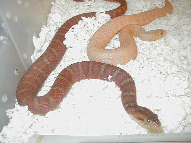 1Albino and Cherry hypo watersnakes