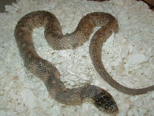 1Hypo Florida banded watersnake