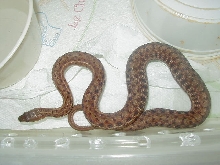 Maritime gravid female