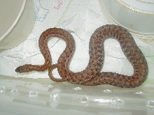 Maritime gravid female