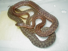 Maritime, gravid green and red females