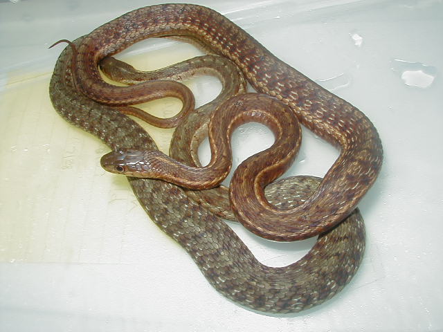Maritime, gravid green and red females