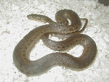 Melanogaster adult female 1CB 2009