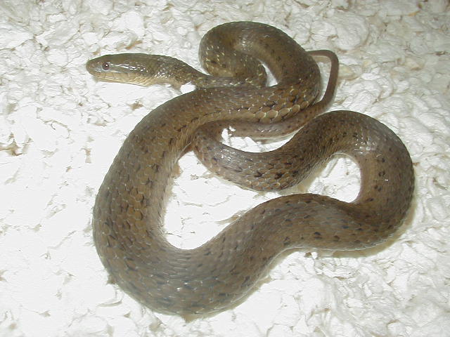 Melanogaster adult female 2 CB 2009