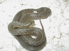Melanogaster adult male 2 CB 2009