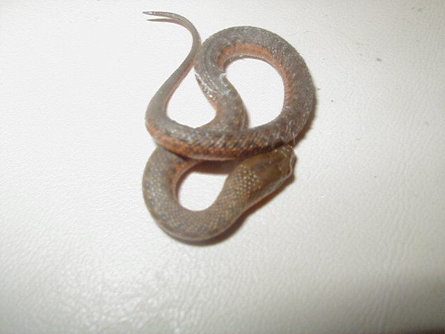 Melanogaster female 1 cb 2010