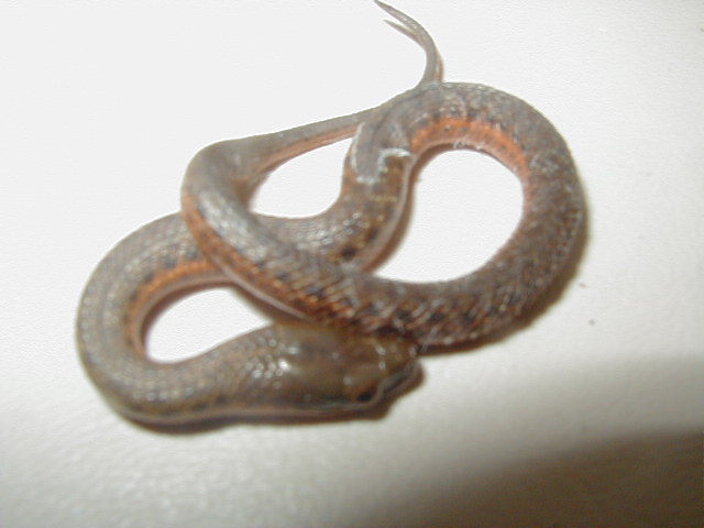 Melanogaster female 2 cb 2010