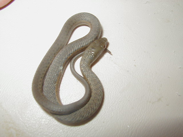 Melanogaster male 1 cb 2010