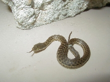 Melanogaster male 3 cb 2010