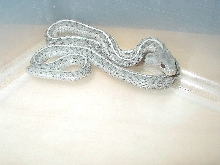 Eastern garter morph