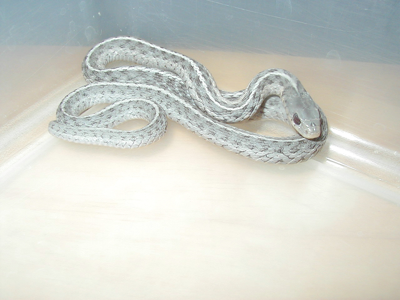 Eastern garter morph