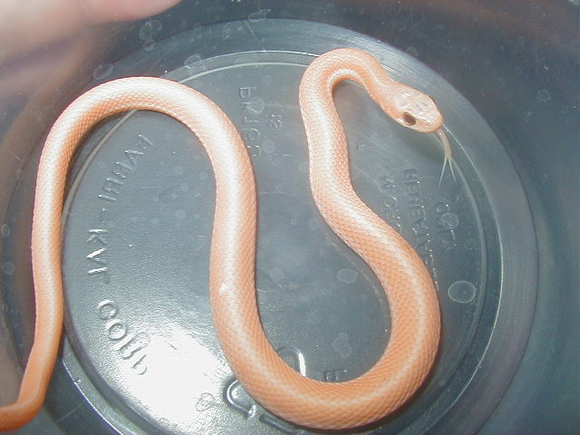 Orangish leucistic