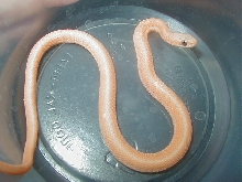 Orangish leucistic