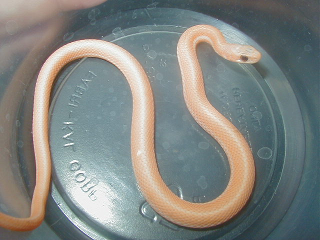 Orangish leucistic