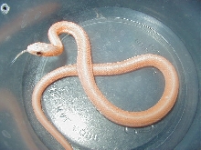 Orangish leucistic