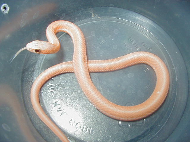 Orangish leucistic
