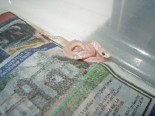 Eastern leucistic  CB 2007