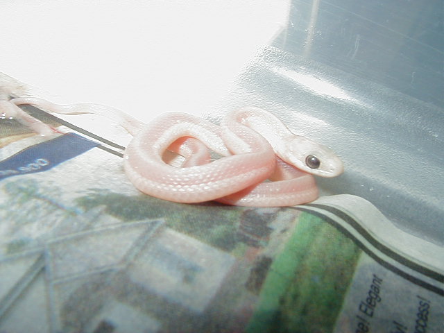 Eastern leucistic closeup CB 2007