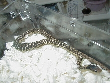 2Unsual pattern eastern garter male CB 07