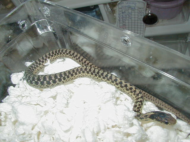 2Unsual pattern eastern garter male CB 07