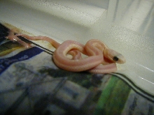 Eastern leucistic closeup CB 2007