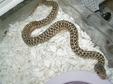 2Dickinson erythristic female 07