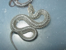 Eastern unusual morph? CB 2007