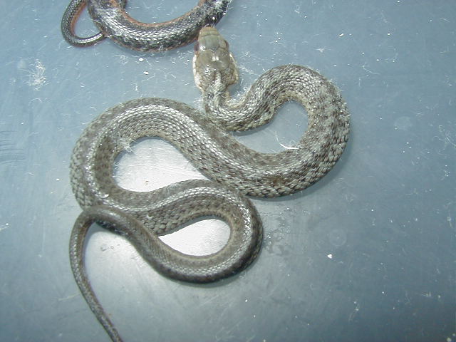 Eastern unusual morph? CB 2007