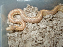 Plains Nebraska albino CB 2005