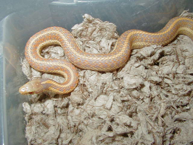 Plains Nebraska albino CB 2005