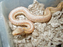 Plains Nebraska albino CB 2005