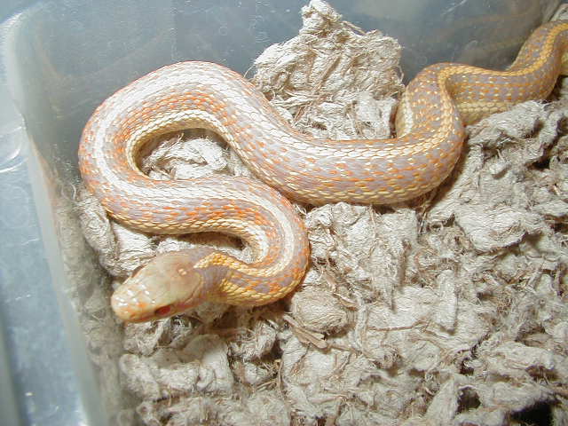 Plains Nebraska albino CB 2005
