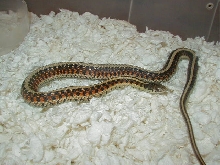2 Red sided het anery from golden x anery female CB 07