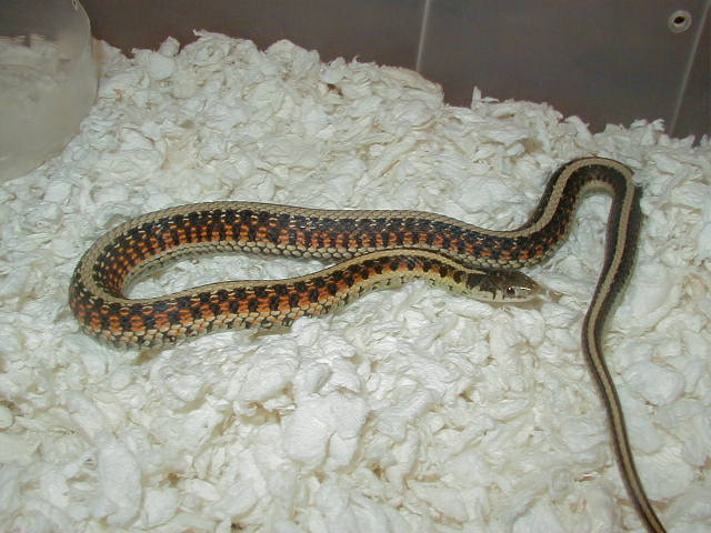 2 Red sided het anery from golden x anery female CB 07