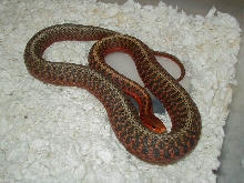 Eastern Leucistic het adult female gravid