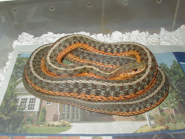 Eastern Leucistic het adult female
