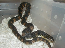 1Normal Florida banded water snake male