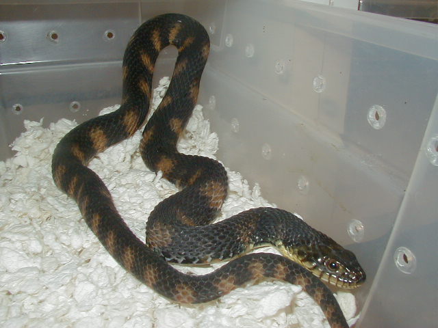 1Normal Florida banded water snake male